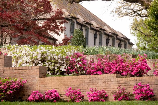 Sperry: Azaleas need the right environment to thrive