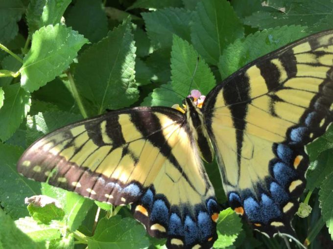 Trent: Butterflies are caterpillars first 