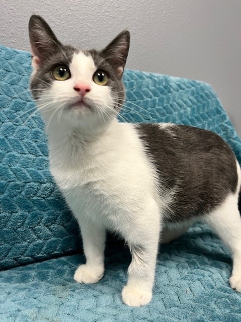 Meet featured adoptable pets at SPCA of East Texas Aug. 25-31, 2025