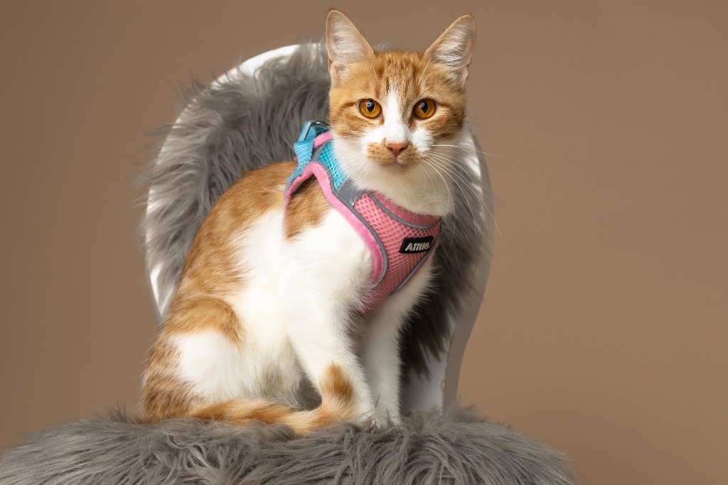 Meet featured adoptable pets at SPCA of East Texas Nov. 3-9, 2025