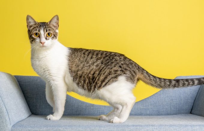 Meet featured adoptable pets at SPCA of East Texas Nov. 24-30, 2025