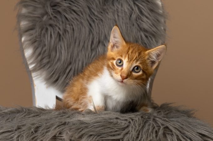 Meet featured adoptable pets at SPCA of East Texas Nov. 17-23, 2025