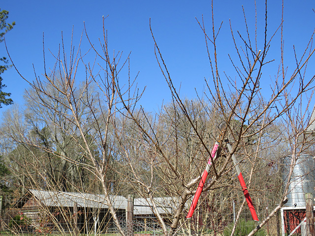 Grant: It’s time to prune most fruit trees