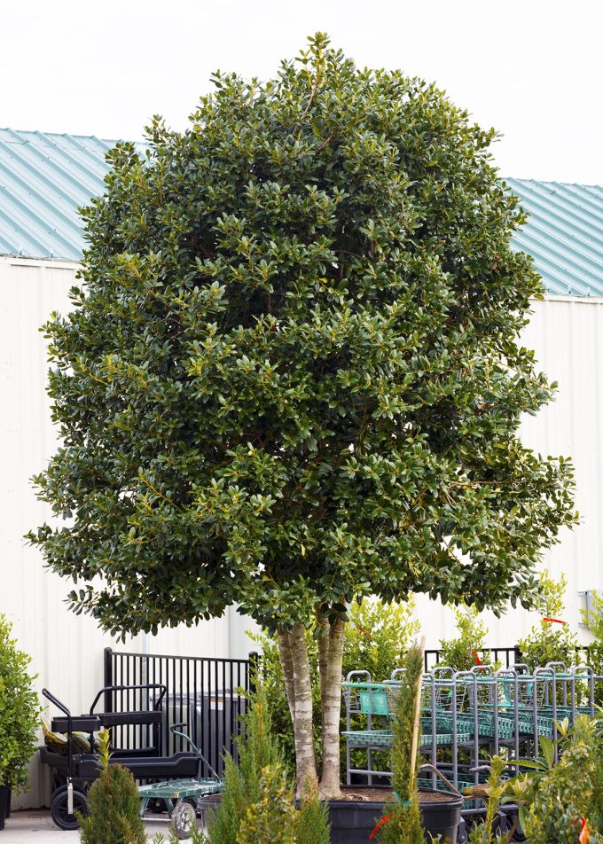 Sperry: Hollies a good choice to line neighborhood streets