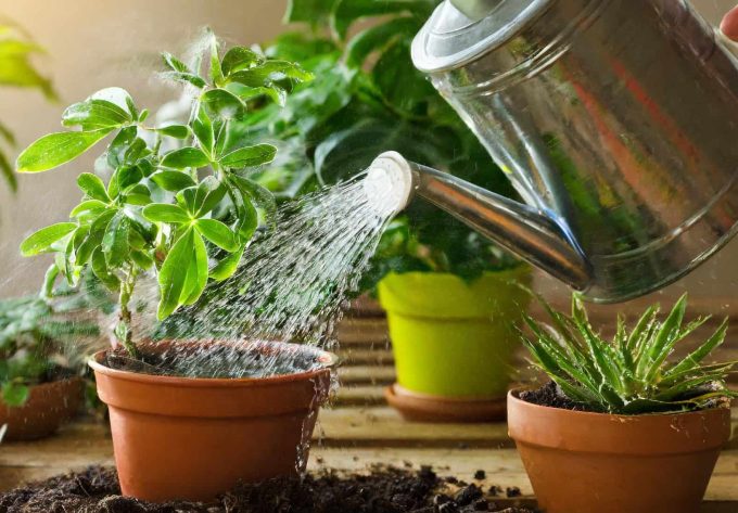 Reese: Know your watering options for potted plants