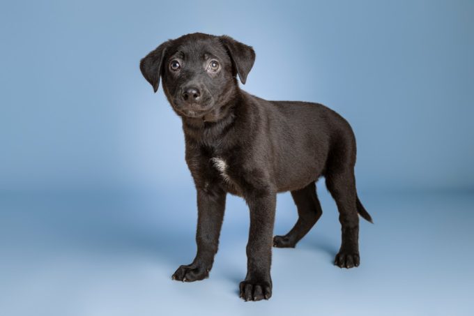 Meet featured adoptable pets at SPCA of East Texas Jan. 26-Feb. 1, 2026