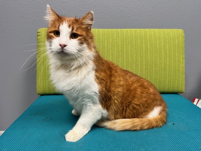 Meet featured adoptable pets at SPCA of East Texas Feb. 9-15, 2026