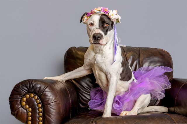 Meet featured adoptable pets at SPCA of East Texas Feb. 16-22, 2026