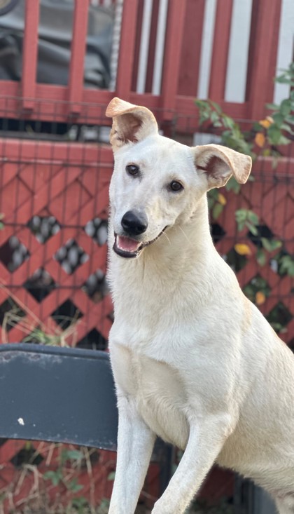 Meet Jose — Pets Fur People’s Pet of the Week, Feb. 28, 2026