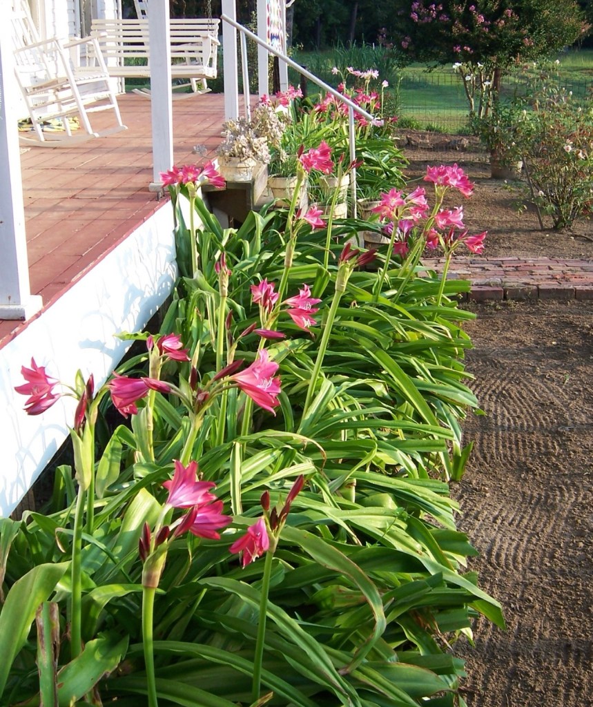 Learn about the African influence on gardens during upcoming Tyler program