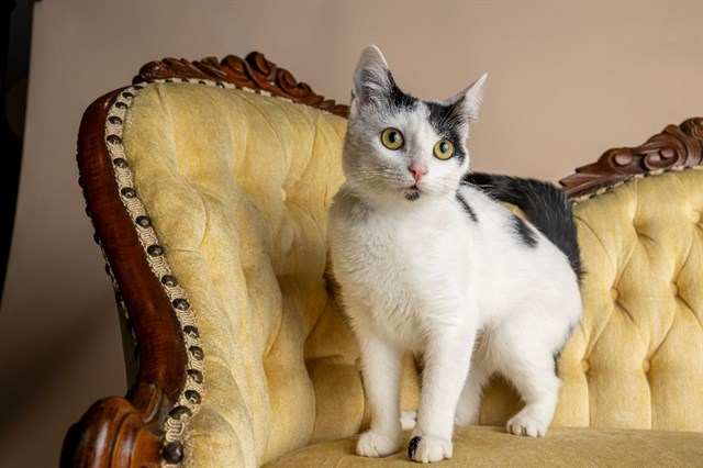 Meet featured adoptable pets at SPCA of East Texas, March 9-15, 2026